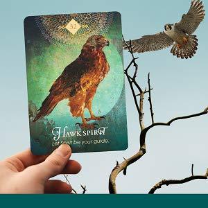 The Spirit Animal Oracle: A 68-Card Deck and Guidebook Cards by Colette Baron Reid Discount