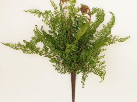 Cinnamon Fern Pick For Sale