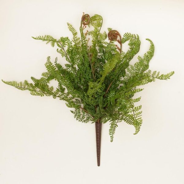 Cinnamon Fern Pick For Sale