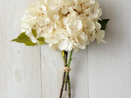 Bunch - Cream Hydrangea on Sale