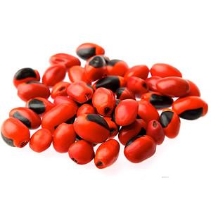 Huayruro Seeds - Male on Sale