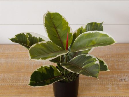 Potted Variegated Faux Rubber Plant Sale