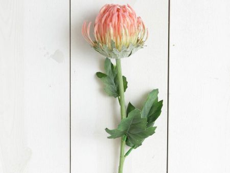 Pick - Protea Pink Small Online now