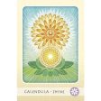 The Herbal Healing Deck Hot on Sale