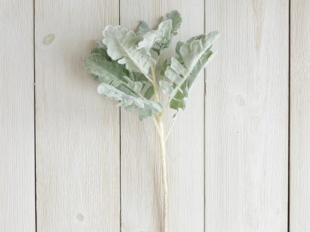 Pick - Dusty Miller For Sale