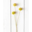 Branch - Yellow Billy Buttons For Discount