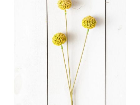 Branch - Yellow Billy Buttons For Discount