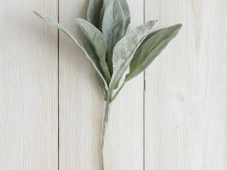 Pick - Lambs Ear For Cheap