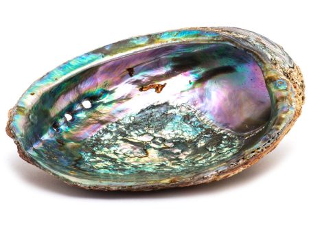 Abalone Shell Sale