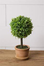 Topiary in Terra Cotta Pot - Small Discount