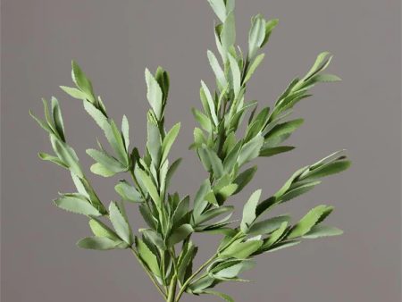 Bush - Herb Sage Supply