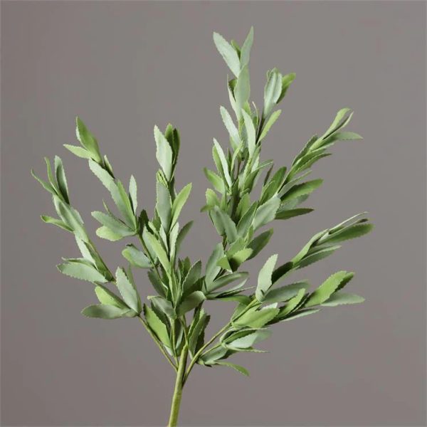 Bush - Herb Sage Supply