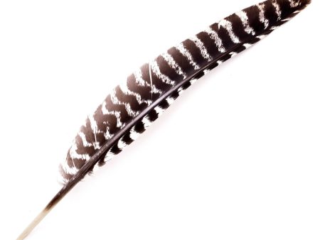 Turkey Feather For Cheap