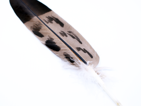 Feather - Imitation Golden Eagle - Tail on Sale