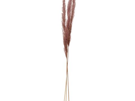 Lilac Pampas Grass Bunch Discount